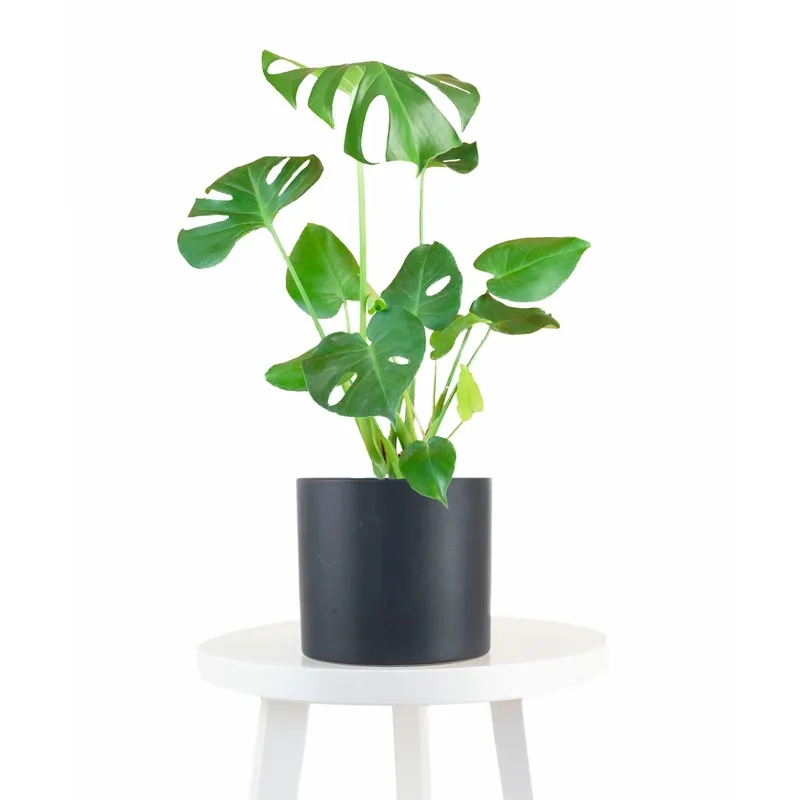 How to use plants as home decor